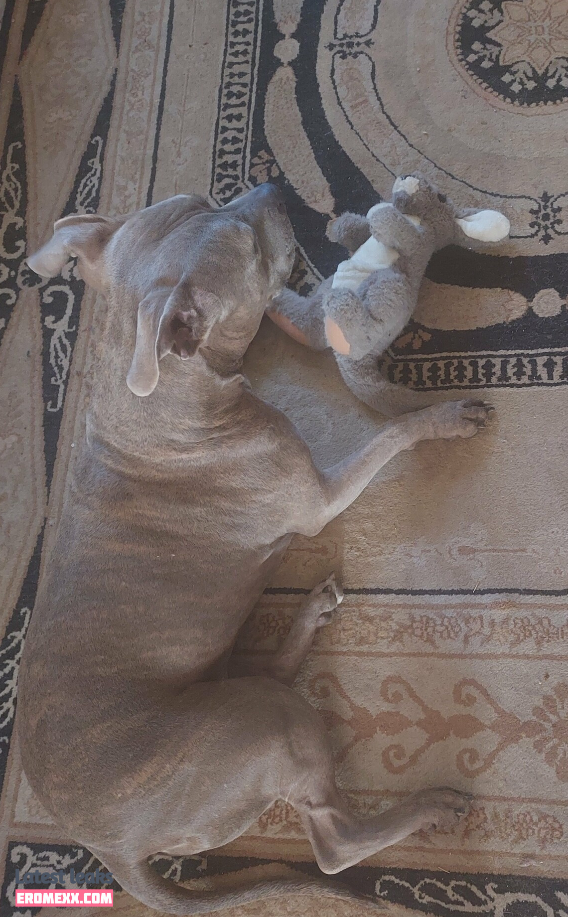 Latest Leaks stellaaeternum Nude #1 - Fapello