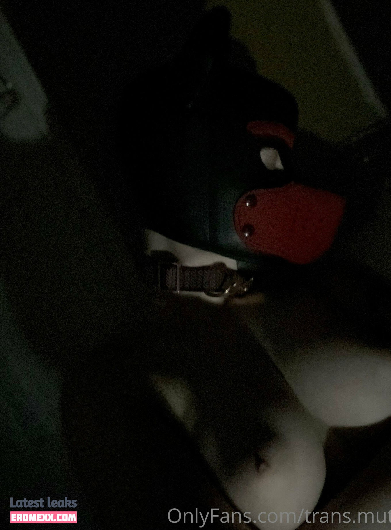 Latest Leaks trans.mutt Nude #8 - Fapello