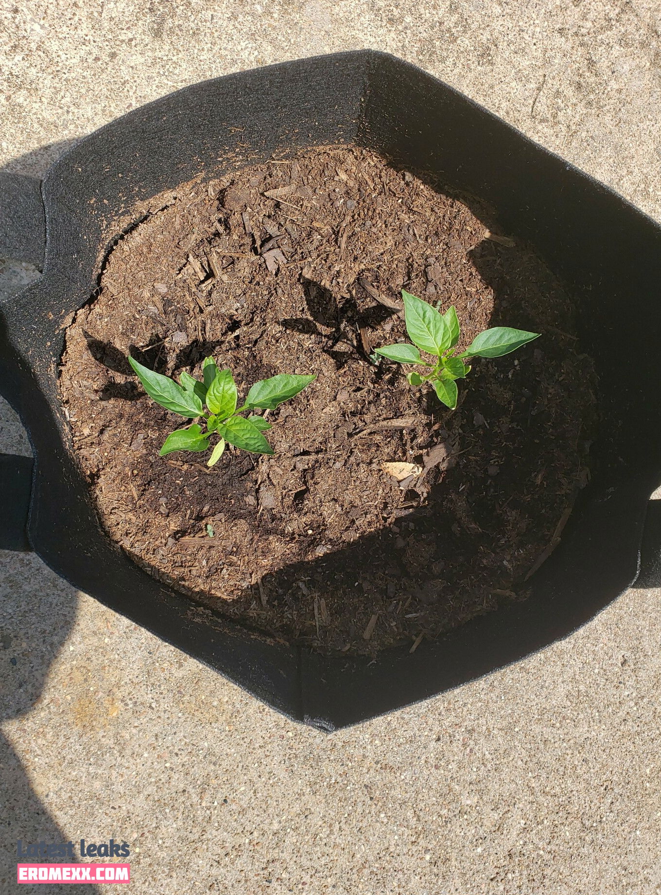 Latest Leaks veronikaplants Nude #1 - Fapello