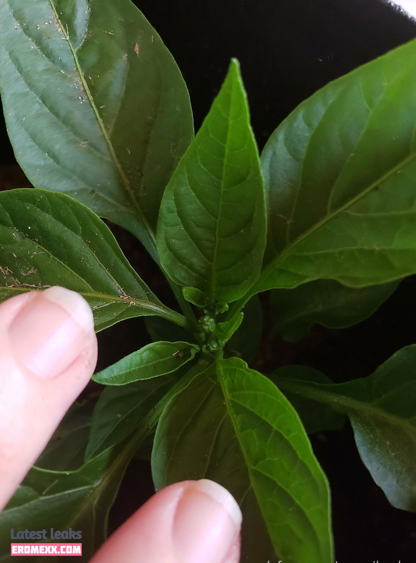Latest Leaks veronikaplants Nude #10 - Fapello