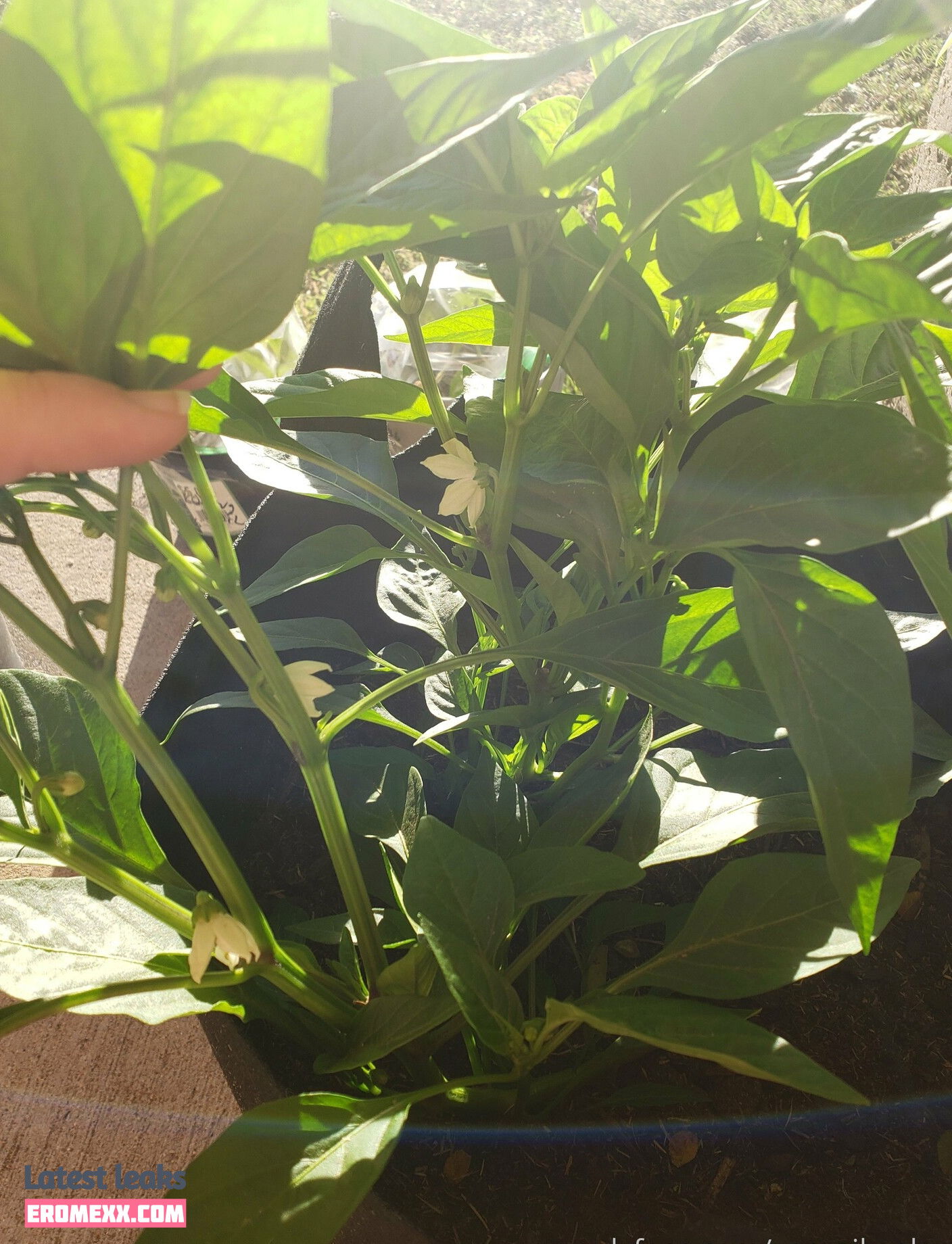 Latest Leaks veronikaplants Nude #11 - Fapello