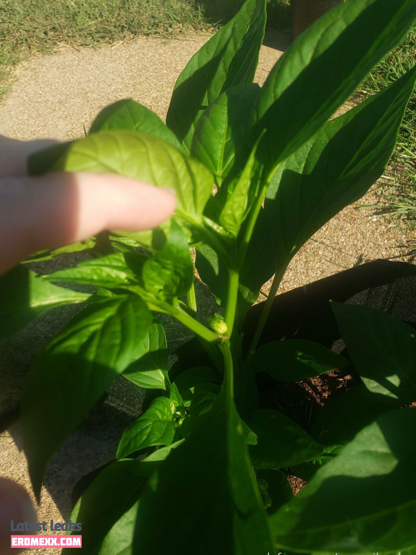 Latest Leaks veronikaplants Nude #12 - Fapello