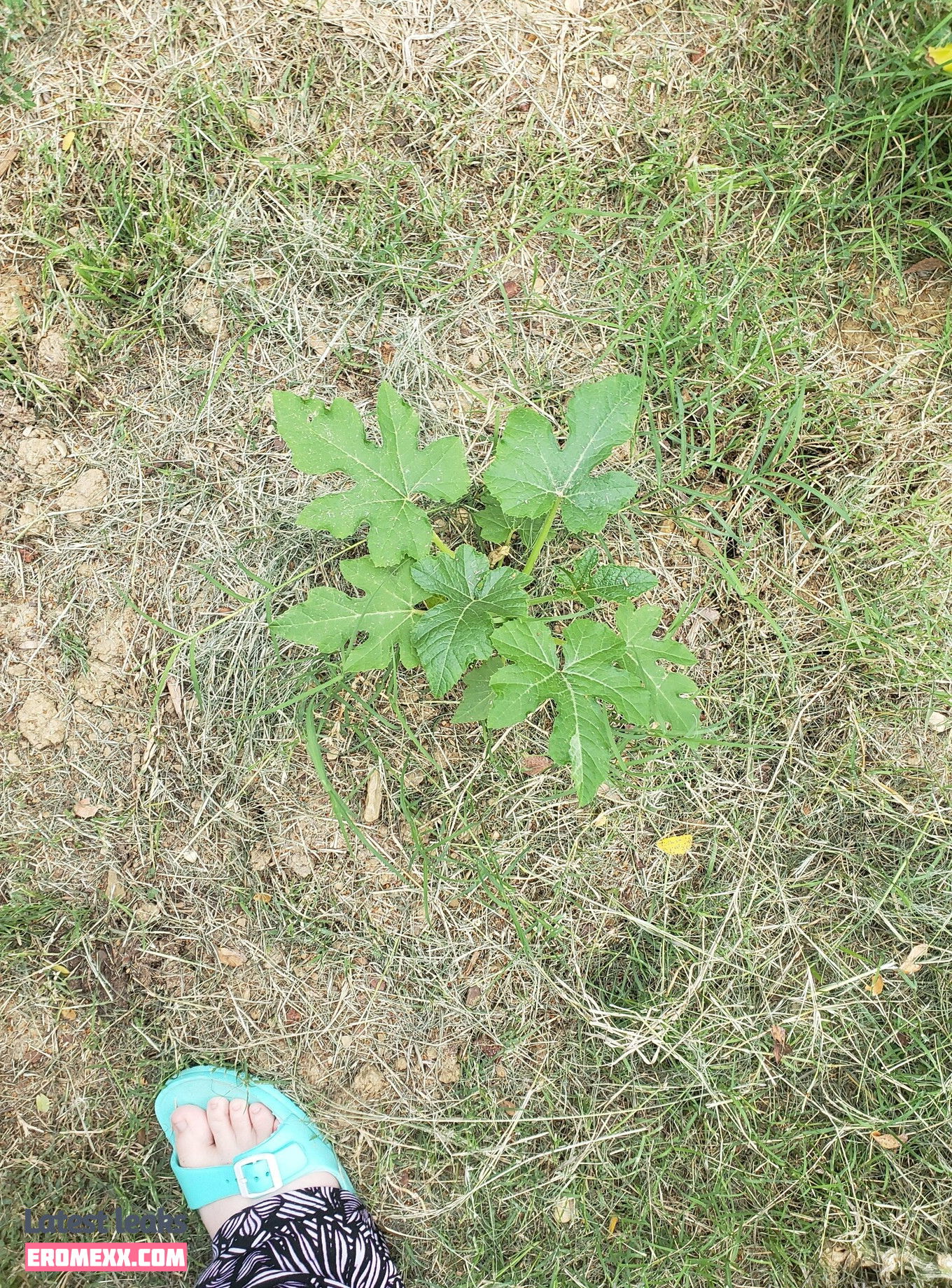 Latest Leaks veronikaplants Nude #13 - Fapello