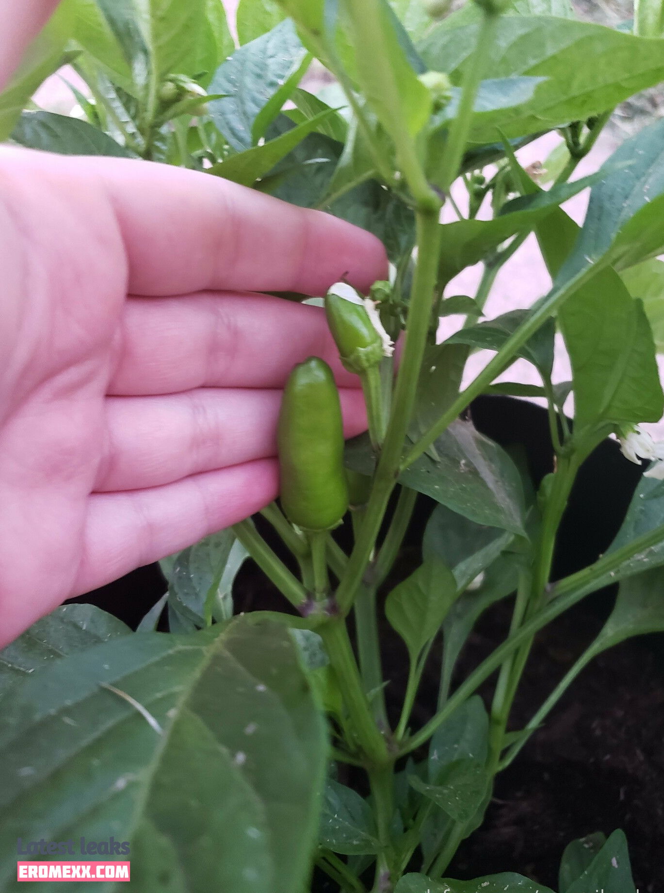 Latest Leaks veronikaplants Nude #4 - Fapello