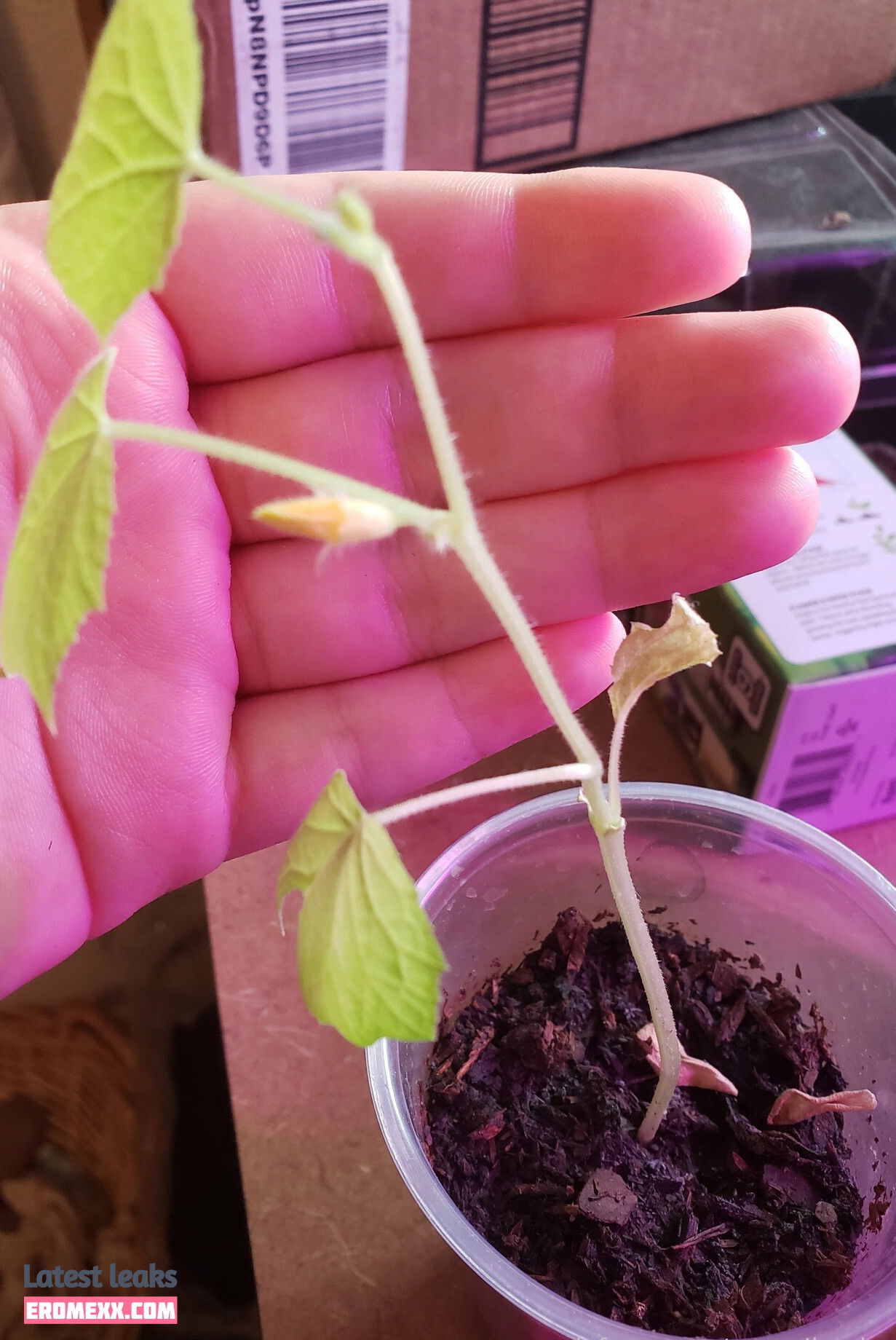 Latest Leaks veronikaplants Nude #8 - Fapello