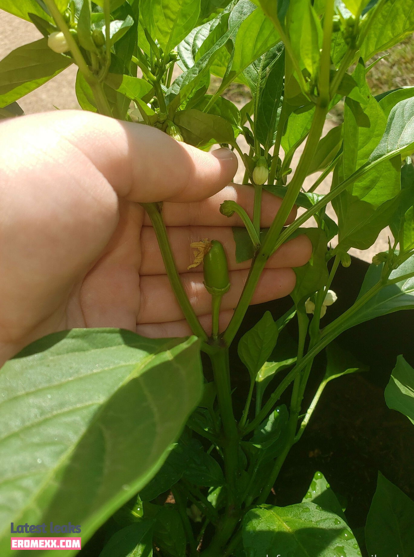 Latest Leaks veronikaplants Nude #9 - Fapello